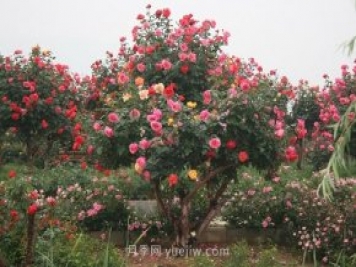 國(guó)內(nèi)月季八成市場(chǎng)來(lái)自河南南陽(yáng)，年產(chǎn)值25億