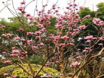 二喬玉蘭花有何作用與功效？