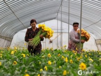 貴州黔西：發(fā)展鮮花產業(yè) 助力鄉(xiāng)村振興