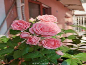 4種花卉，花友入坑不能自拔，尤其是月季