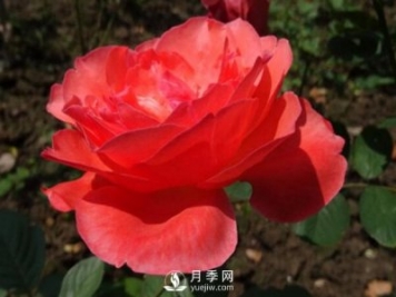 月季花扦插后如何管理？