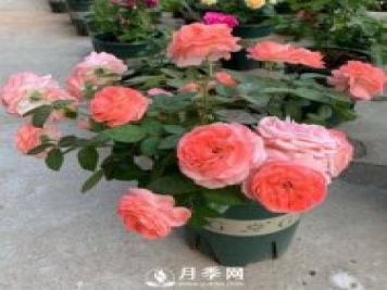 如何養(yǎng)護盆栽月季？施肥是關鍵