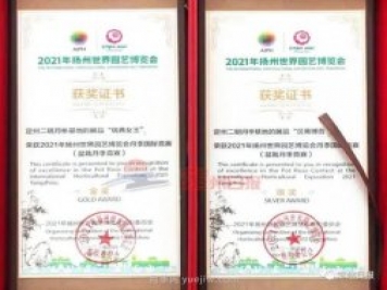 定州月季，2021年揚州世界園藝博覽會斬獲大獎！