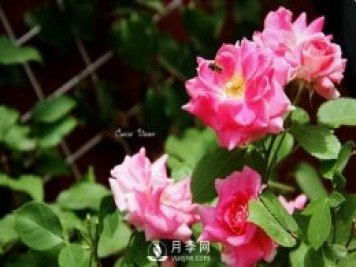 仙境月季Fairyland推薦