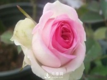 小伊甸園月季Mimi Eden推薦