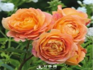 爬藤月季品種很多，每個(gè)人都有自己的喜好