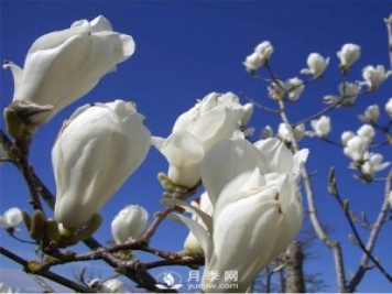 綠化苗木里的白玉蘭和廣玉蘭要怎樣分辨？