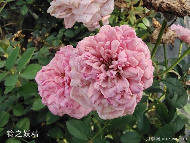 妖精系列月季，5個(gè)品種都優(yōu)秀(圖1)