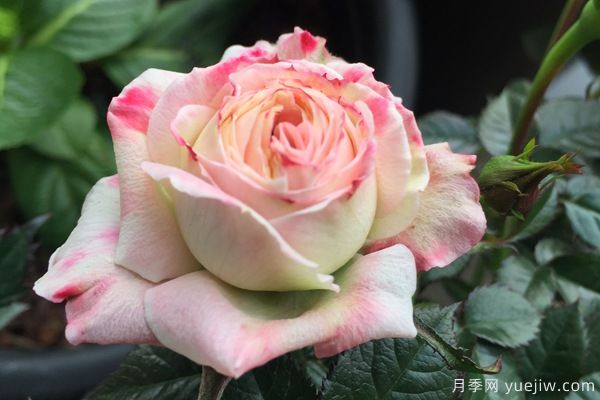 妖精系列月季，5個(gè)品種都優(yōu)秀(圖2)