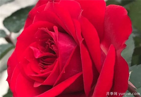 妖精系列月季，5個(gè)品種都優(yōu)秀(圖3)