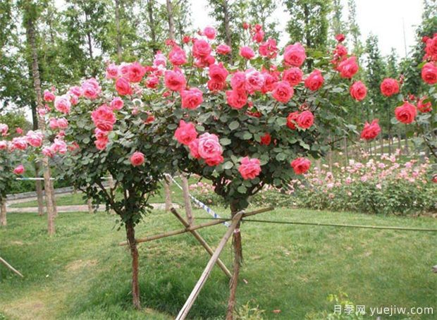 適合新手的三種月季，養(yǎng)護(hù)容易，開啟爆盆模式(圖1)