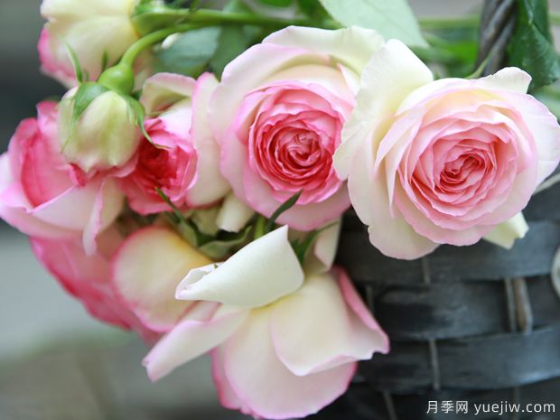超全花語！118種花，118種愛的花語含義，你都知道嗎？(圖1)