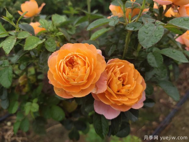 秋天必養(yǎng)的月季品種，漂亮的月季花品種太多了(圖2)