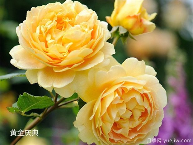 推薦給新手10大藤本月季品種，輕松選擇(圖3)