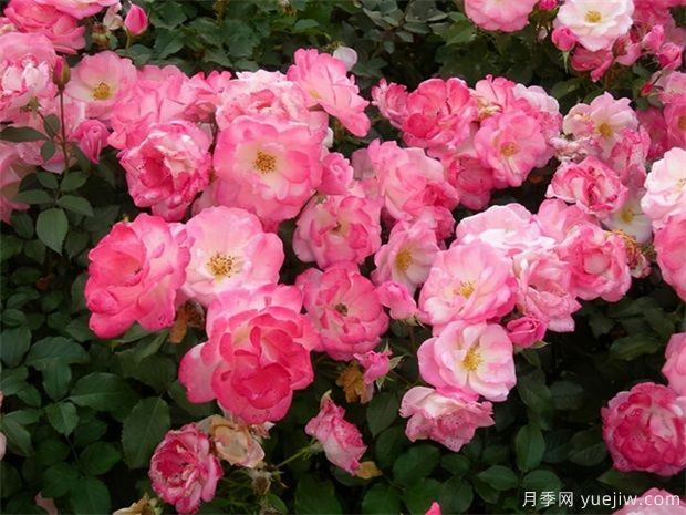 推薦給新手10大藤本月季品種，輕松選擇(圖5)