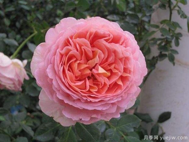 100種月季玫瑰品種圖鑒大全，你認識有沒有超過10個？(圖5)