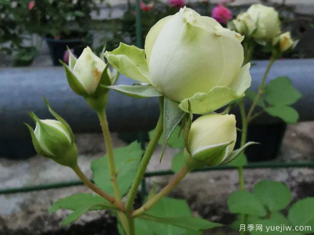 奶綠色的奶油龍沙，像一顆顆奶油蛋糕(圖2)