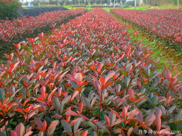 紅葉石楠的種植條件有什么要求？(圖1)
