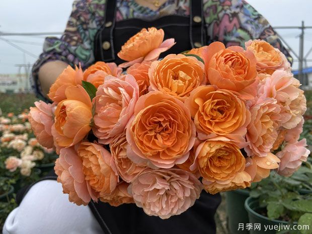 推薦5個超級勤花月季品種，季季有花賞(圖1)