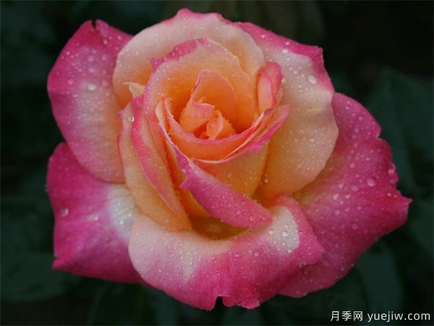 夏季月季養(yǎng)護注意3點，月季枝繁葉茂(圖1)