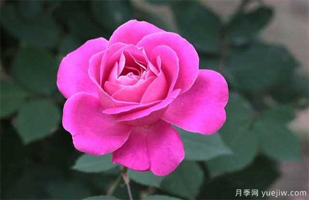 月季種植戶不可不看的月季施肥管理技術(圖1)