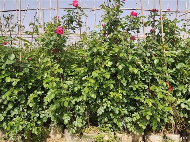 月季花苗干枯之后如何救活？(圖1)