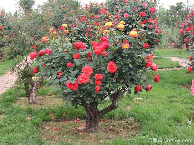 樹型月季花嫁接哪個(gè)品種好？(圖1)