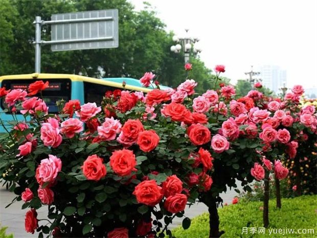 苗木價格變化快，如何抓住機會賣出高價(圖1)