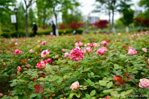 月季定植后的管理技術(圖1)