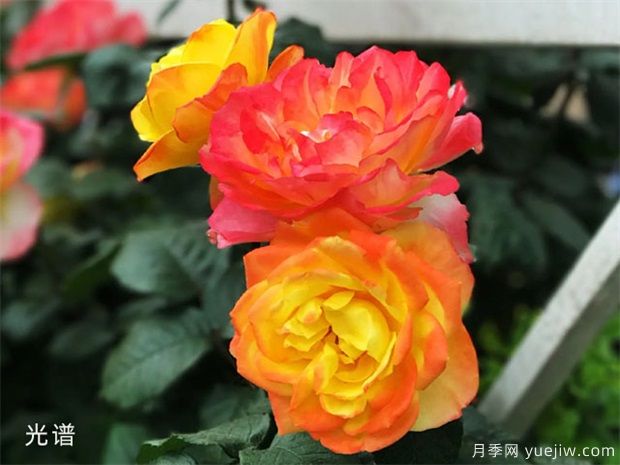 有花友種了38個(gè)月季花品種，來(lái)看看(圖1)