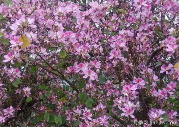 南方城市道路兩邊的觀花主力軍！(圖1)