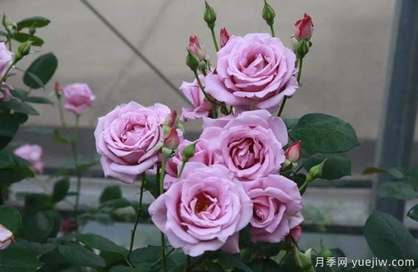 春秋季節(jié)樹狀月季的水分管理工作要怎樣進(jìn)行？(圖1)