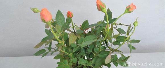 盆栽月季是陽性樹種，應(yīng)該怎么養(yǎng)育保花呢？(圖1)