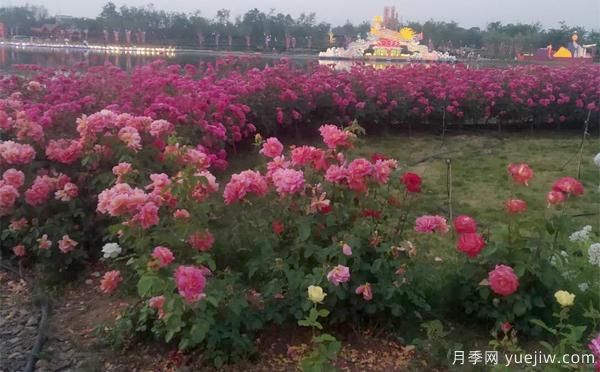 樹(shù)狀月季嫁接后，何時(shí)適合播種呢？(圖1)