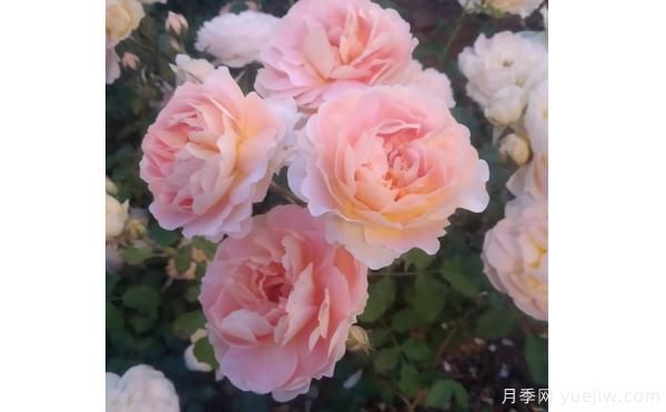 樹狀月季花矮小，這樣做讓它成長(zhǎng)(圖1)