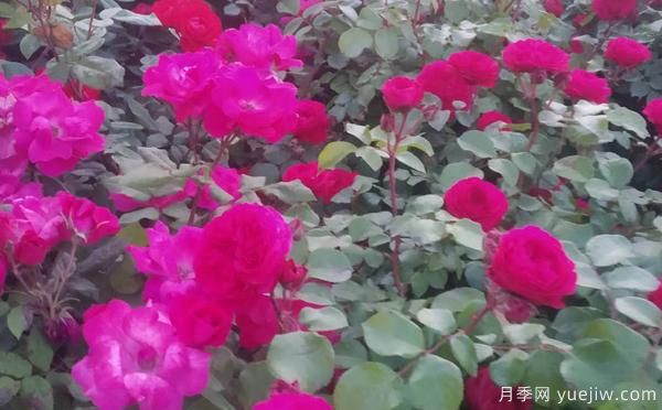 景區(qū)樹狀月季樹的品種，具備的特點(diǎn)(圖1)