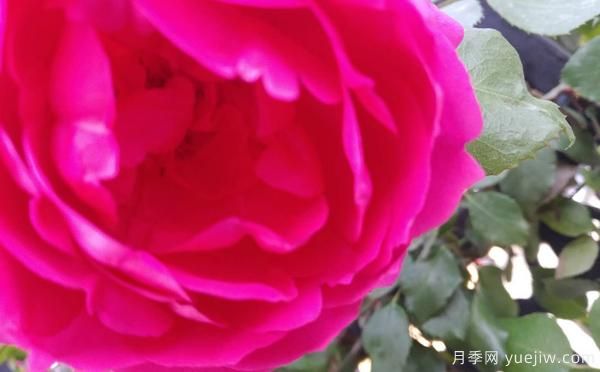 4公分樹狀月季的灌溉技術(shù)是怎樣的？(圖1)