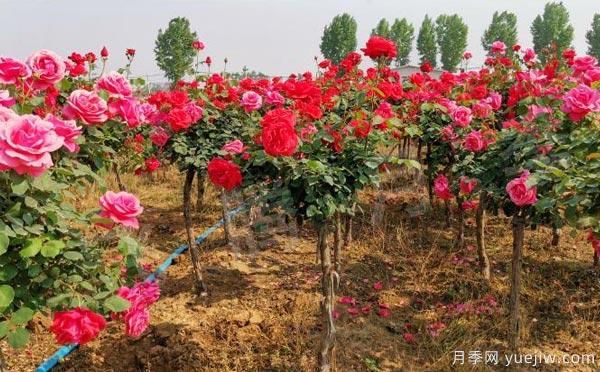 樹狀月季的養(yǎng)護(hù)、修剪以及光照養(yǎng)護(hù)小知識(shí)！(圖1)
