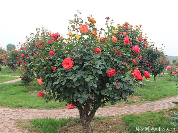 信陽多色樹狀月季的嫁接方法，來聽月季基地描述吧(圖1)