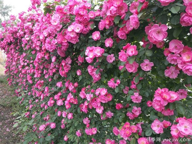 可以代替圍墻的花木有哪些？藤本月季、薔薇(圖1)