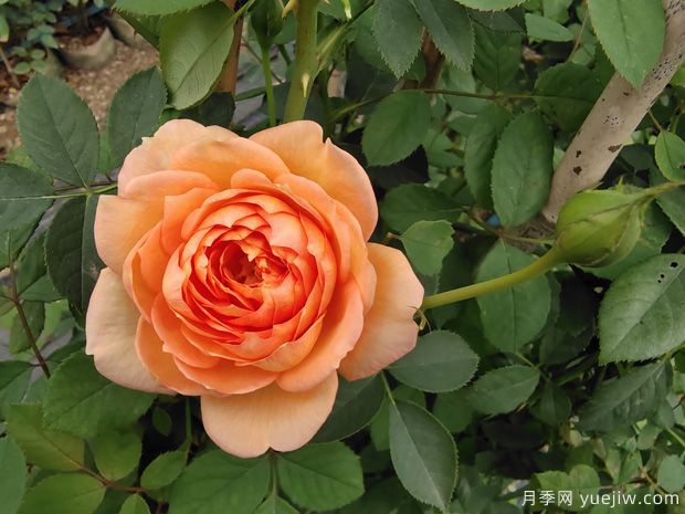推薦3種藤本月季，打造絕美花墻，長勢好花量大(圖3)