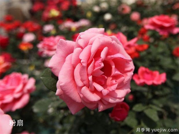 推薦10大經(jīng)典月季花品種，好養(yǎng)好看，花友廣愛(圖7)