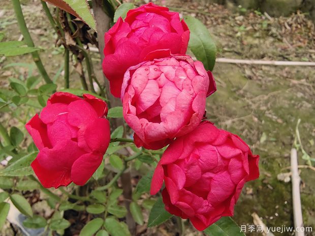 紅木香花可以種在家里嗎？(圖1)