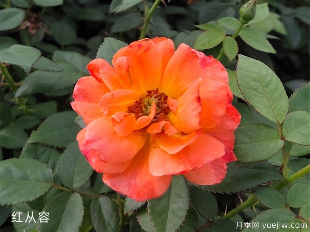 什么叫豐花月季？(圖1)