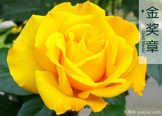 新種類紅旗月季有何不同的特色之處？(圖1)
