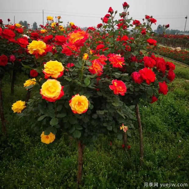 為什么市場上的月季品種五花八門價格也高低不一？(圖1)