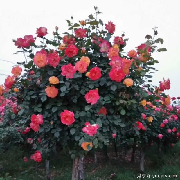 垂頭的月季花朵是品種決定的嗎？快來看看真想把(圖1)