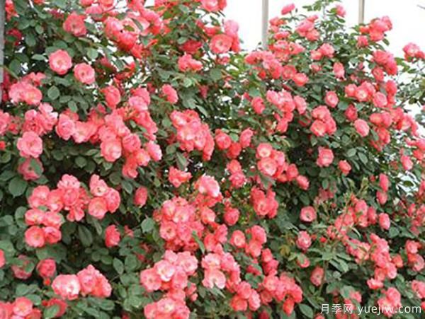 為什么你養(yǎng)的花很難盛開(kāi)？(圖1)