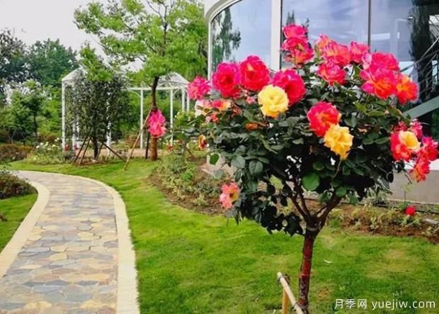 嫁接樹(shù)狀月季？4種常見(jiàn)的適合做月季樹(shù)的砧木(圖1)
