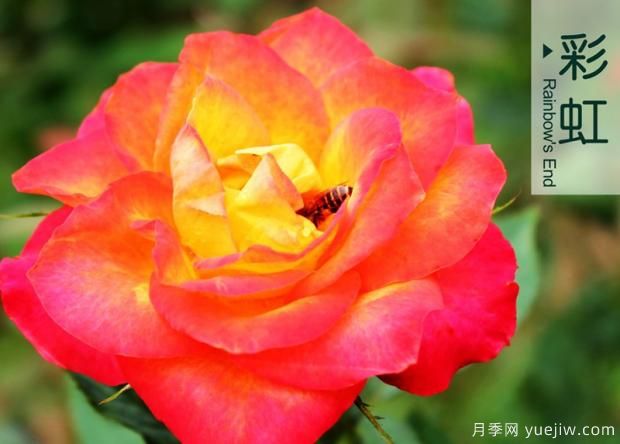 月季花的花期怎么護(hù)理？(圖1)
